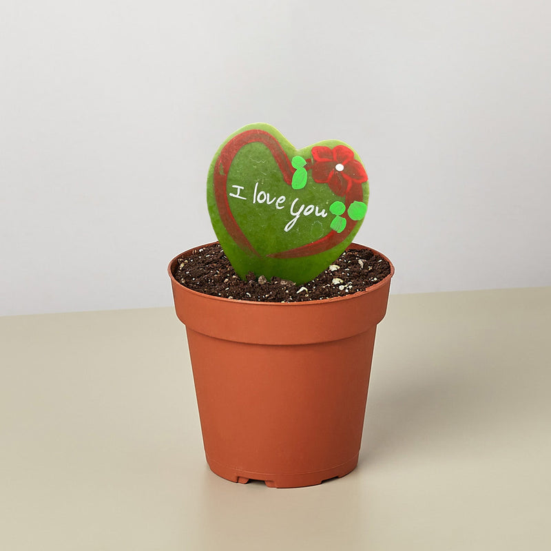 Load image into Gallery viewer, Hoya Heart - "I Love You" Special Painted Hoya
