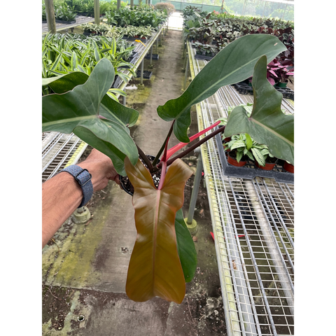Philodendron 'Florida Bronze', additional product view 2