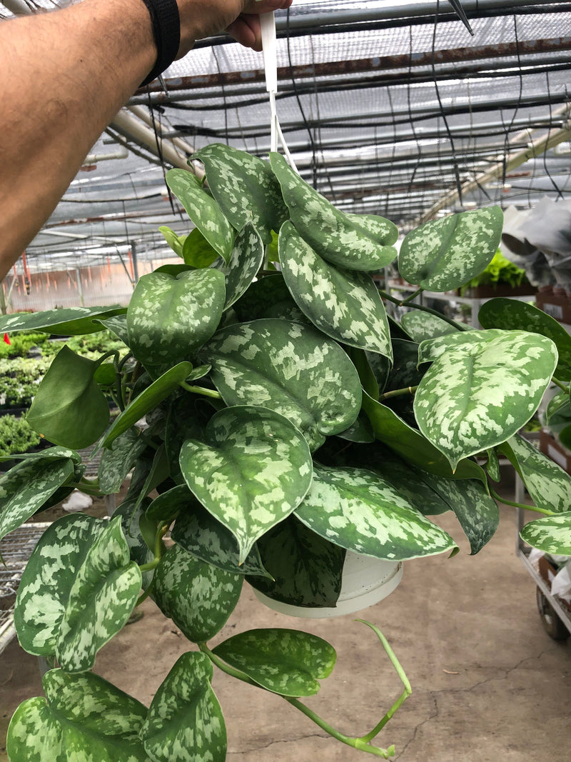 Load image into Gallery viewer, Pothos 'Silver Splash'
