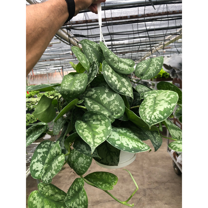 Load image into Gallery viewer, Pothos 'Silver Splash', additional product view 6
