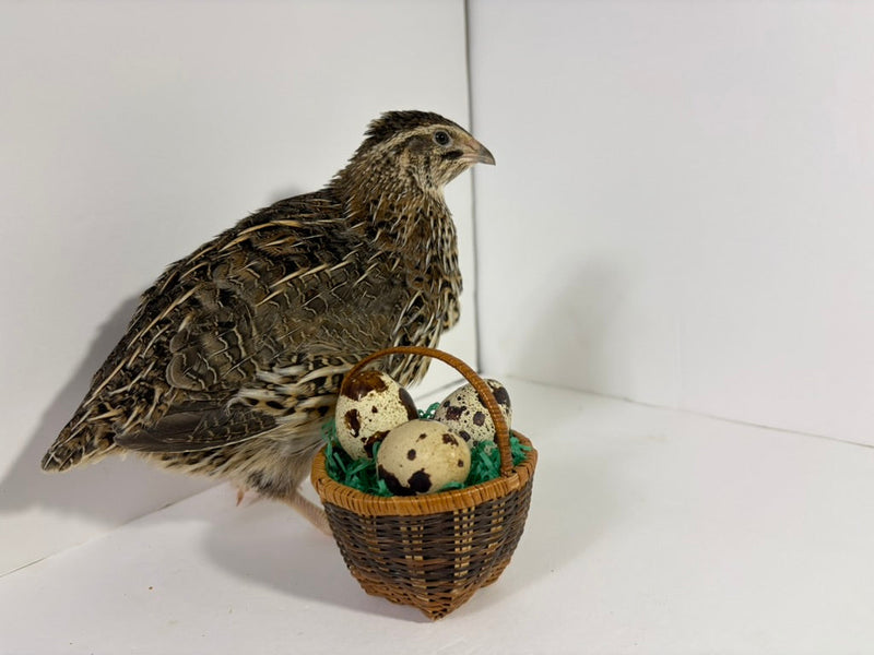 Load image into Gallery viewer, Fertile Quail Eggs – Choose Your Variety
