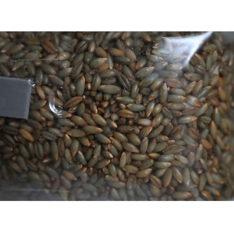 Load image into Gallery viewer, Sterile Mushroom Grain Spawn Bag (5 Pound)
