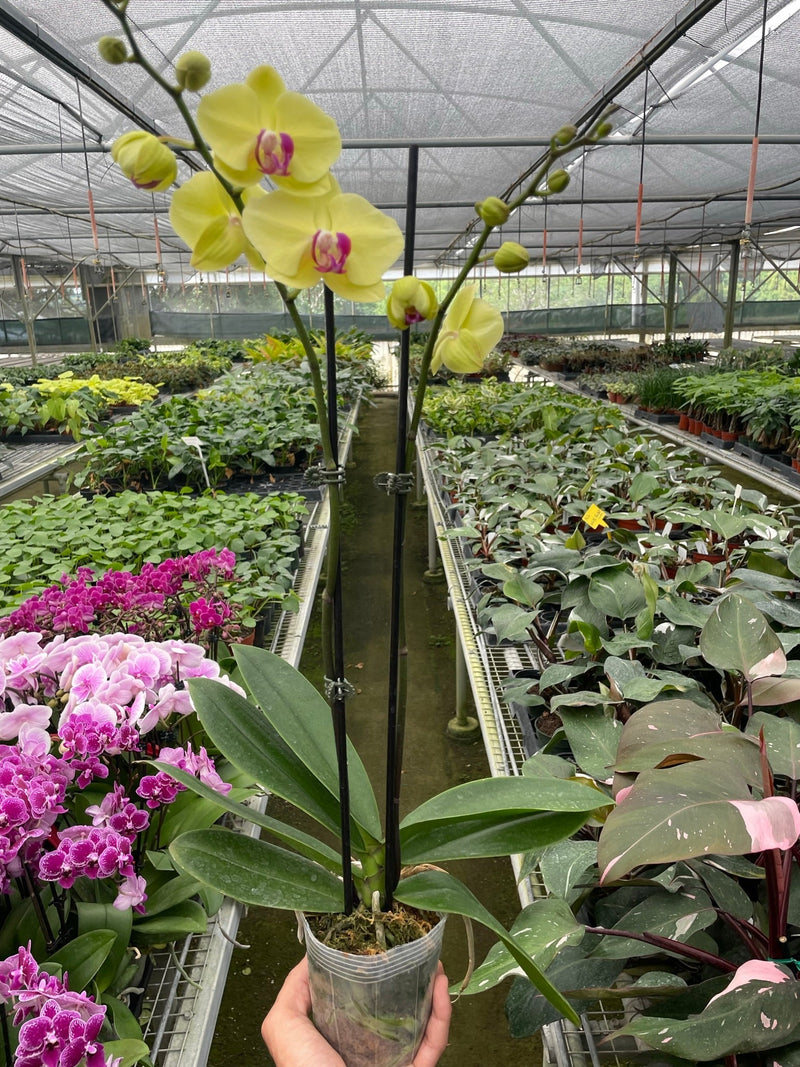 Load image into Gallery viewer, Orchid 'Yellow Phalaenopsis'
