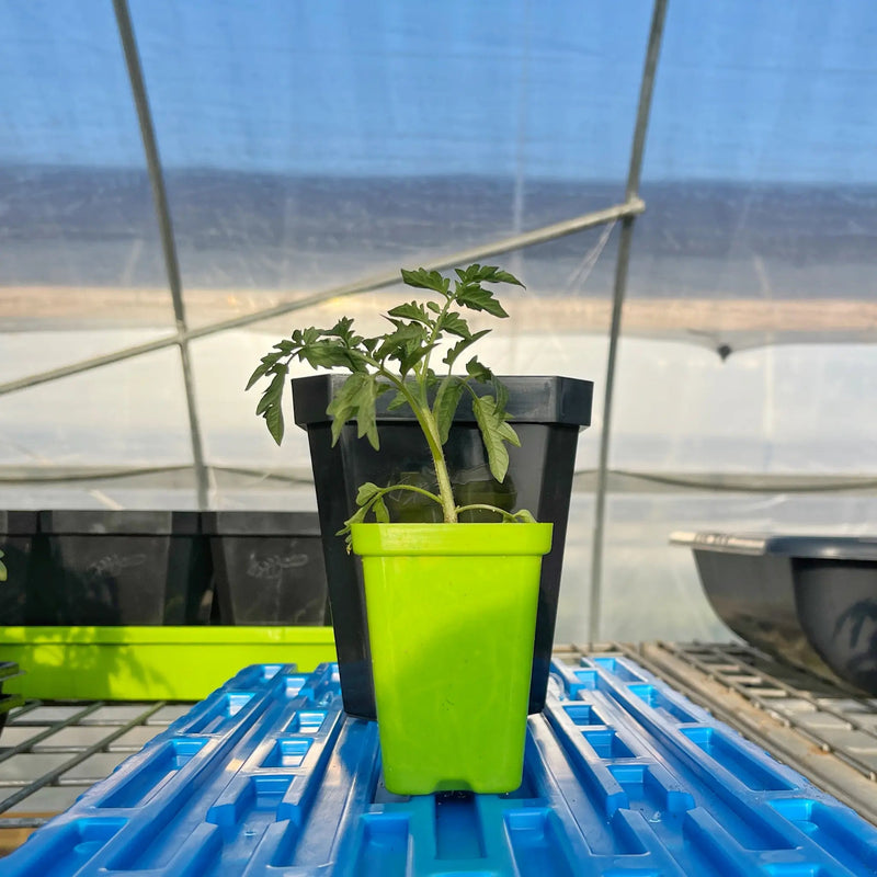 Load image into Gallery viewer, 5" Nursery Pots with Insert Tray
