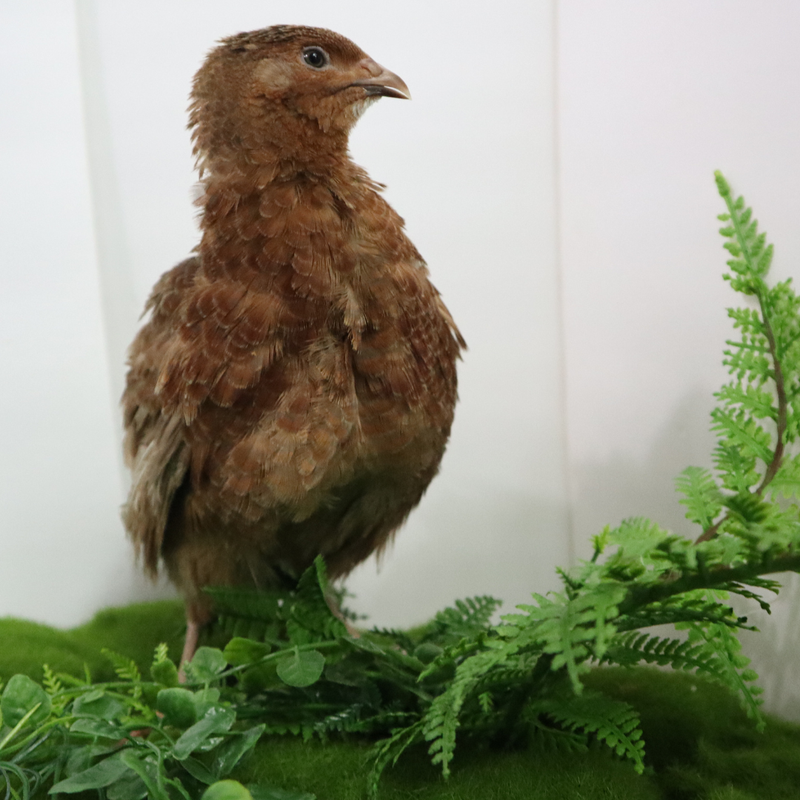 Load image into Gallery viewer, Red Range Coturnix Quail Hatching Eggs
