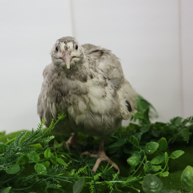 Load image into Gallery viewer, Andalusian coturnix fertile quail eggs
