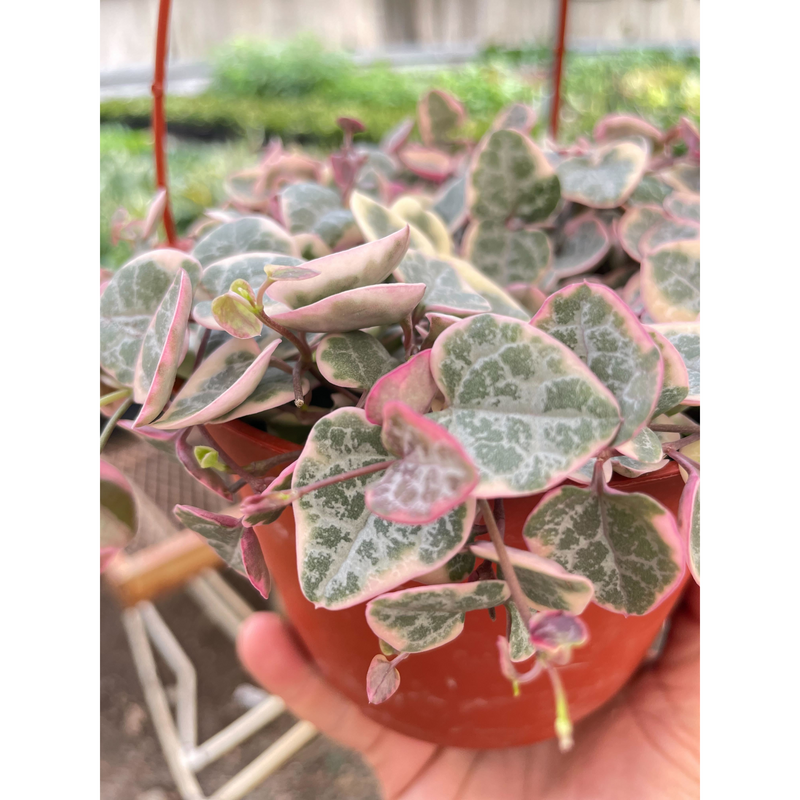 Load image into Gallery viewer, String of Hearts Variegated
