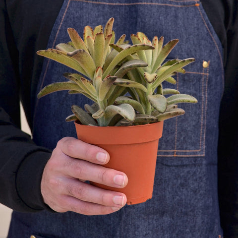 Kalanchoe Tomentosa 'Chocolate Soldier' Succulent - 4
