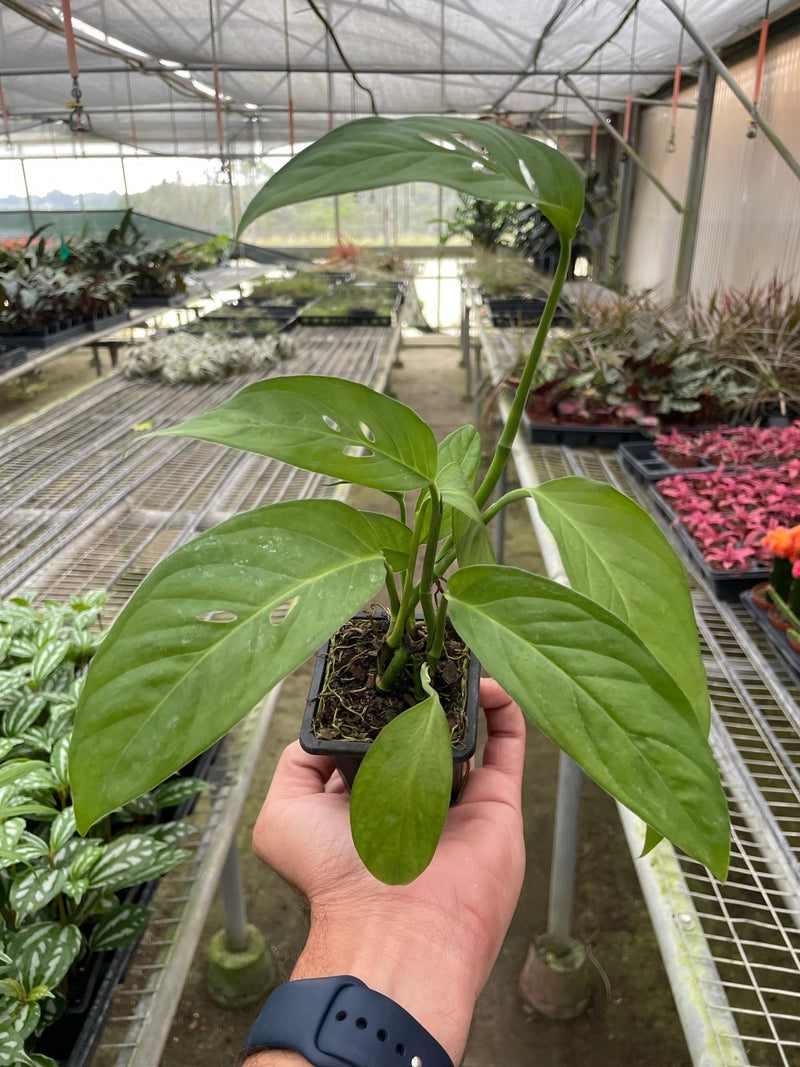 Load image into Gallery viewer, Monstera Adansonii 'Swiss Cheese'
