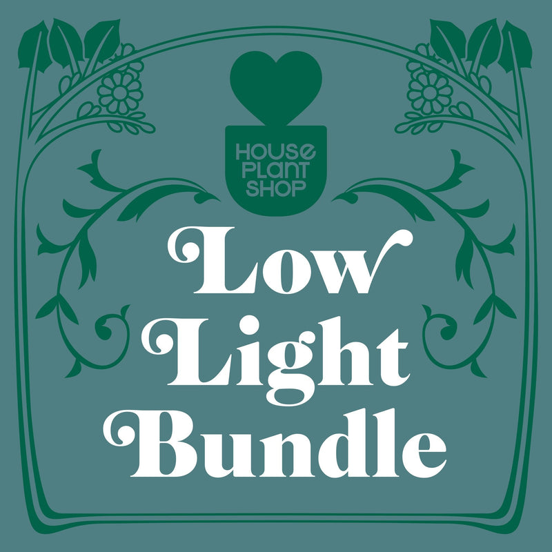 Load image into Gallery viewer, Low Light Bundle
