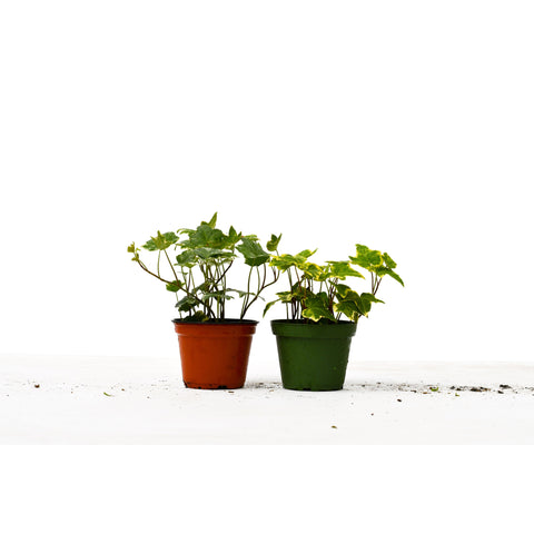 2 English Ivy Variety Pack - Live House Plant - FREE Care Guide - 4