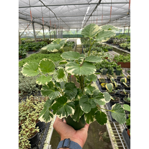 Aralia Balfouriana