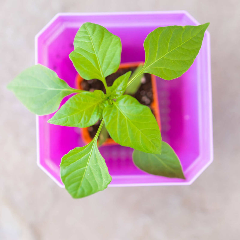 Load image into Gallery viewer, 5" Nursery Pots with Insert Tray
