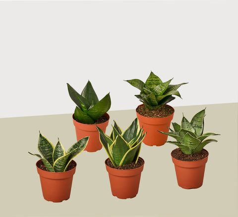 5 snake plant variety pack, 4-inch pots