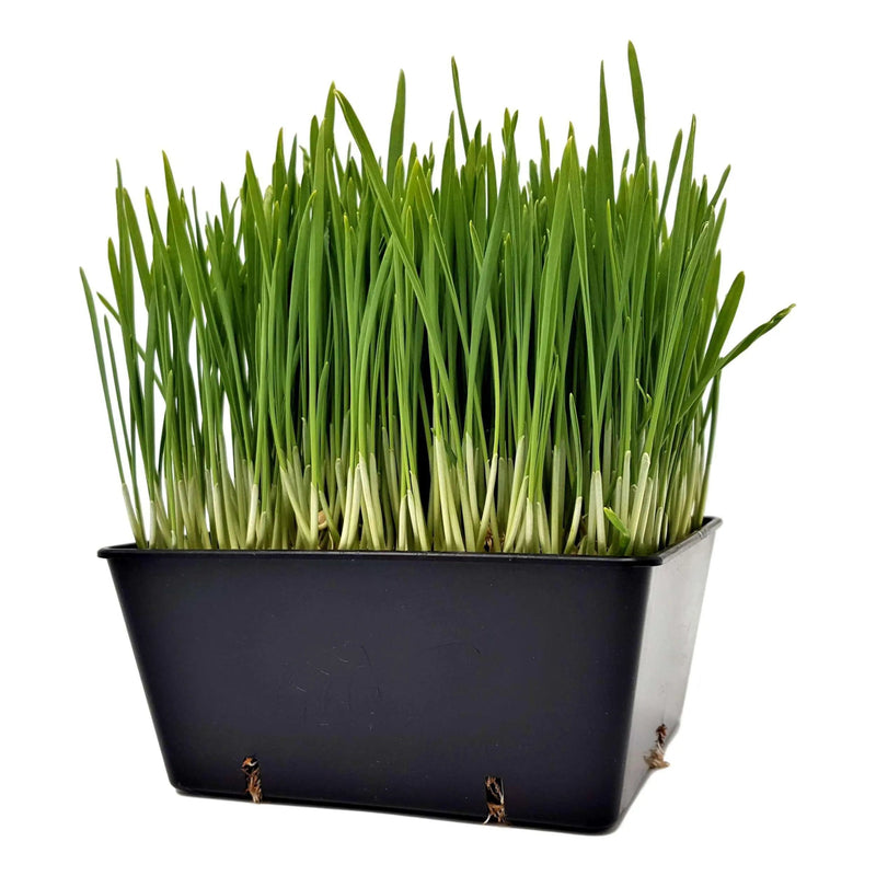 Load image into Gallery viewer, 5x5 Deep Grow Tray Inserts
