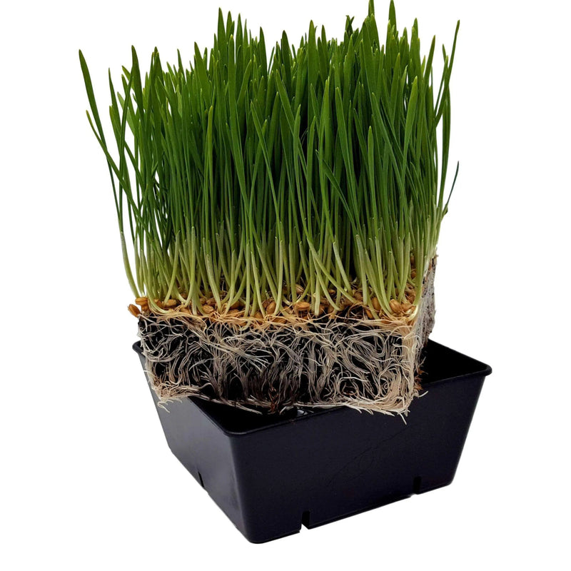 Load image into Gallery viewer, 5x5 Deep Grow Tray Inserts

