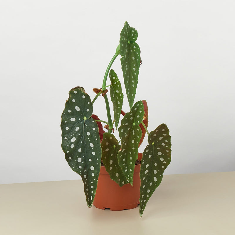 Load image into Gallery viewer, Begonia 'Maculata'
