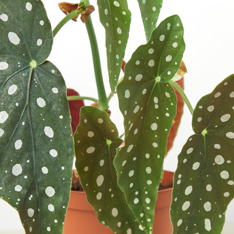 Load image into Gallery viewer, Begonia 'Maculata'
