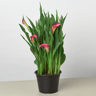 Calla lily