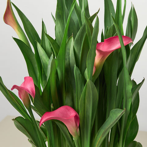 Calla Lily, additional product view 2
