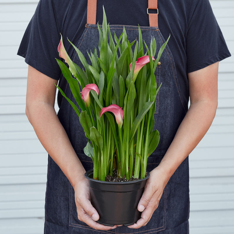 Load image into Gallery viewer, Calla Lily
