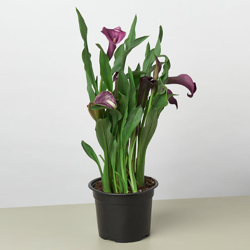 Load image into Gallery viewer, Calla Lily
