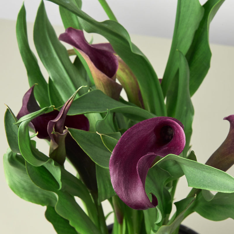 Load image into Gallery viewer, Calla Lily
