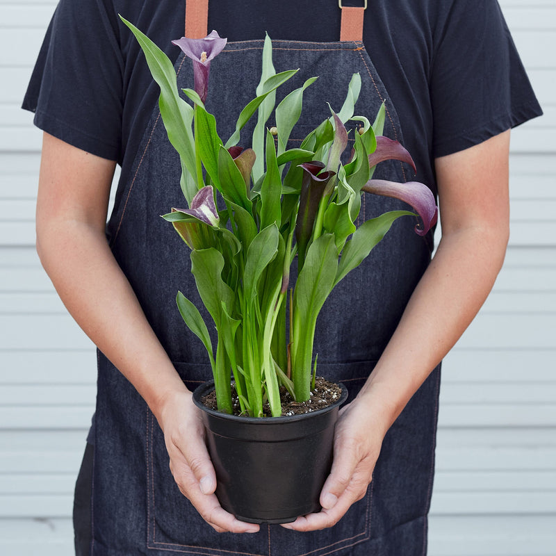 Load image into Gallery viewer, Calla Lily
