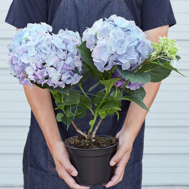 Load image into Gallery viewer, Blue Hydrangea
