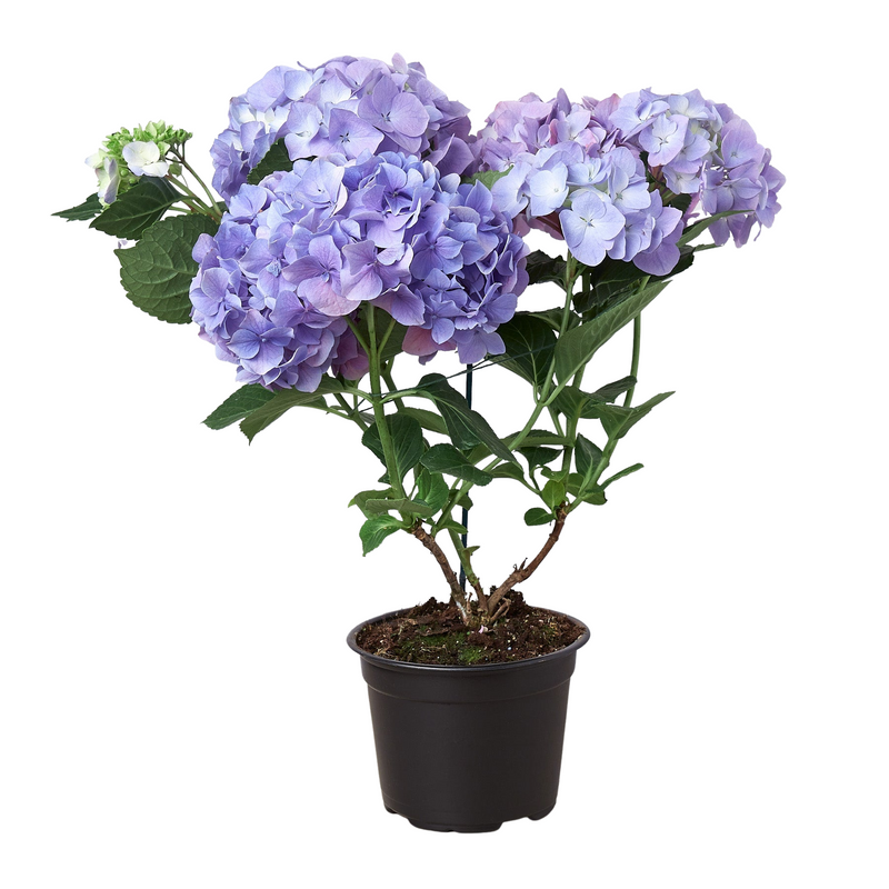 Load image into Gallery viewer, Purple Hydrangea
