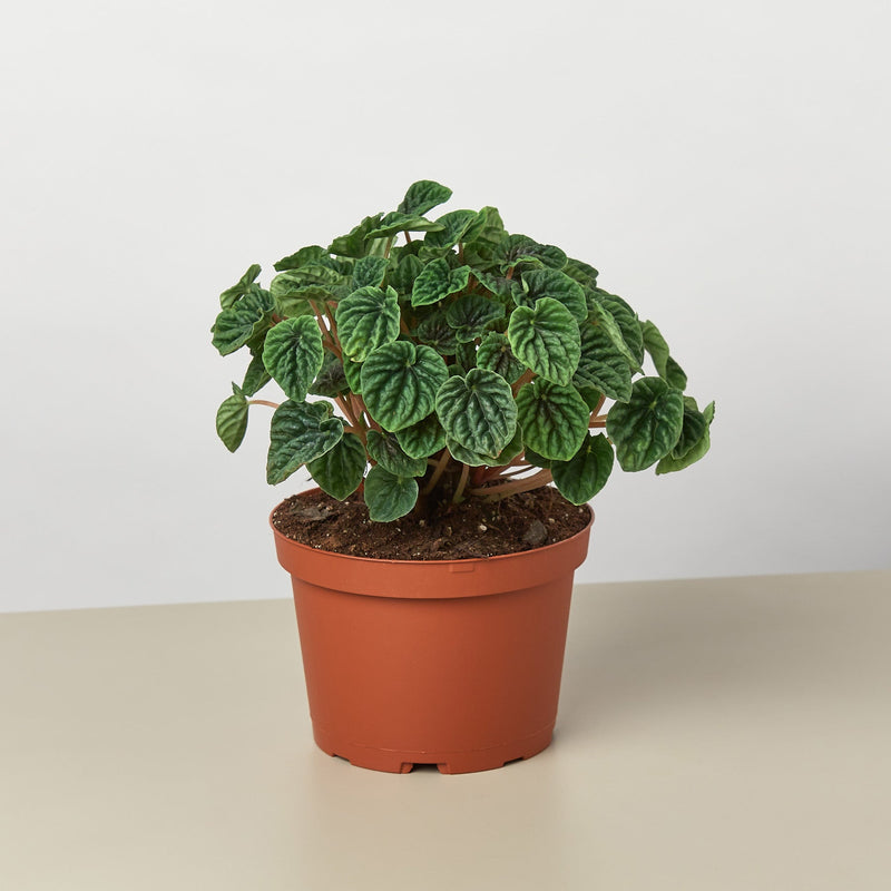 Load image into Gallery viewer, Peperomia 'Ripple'
