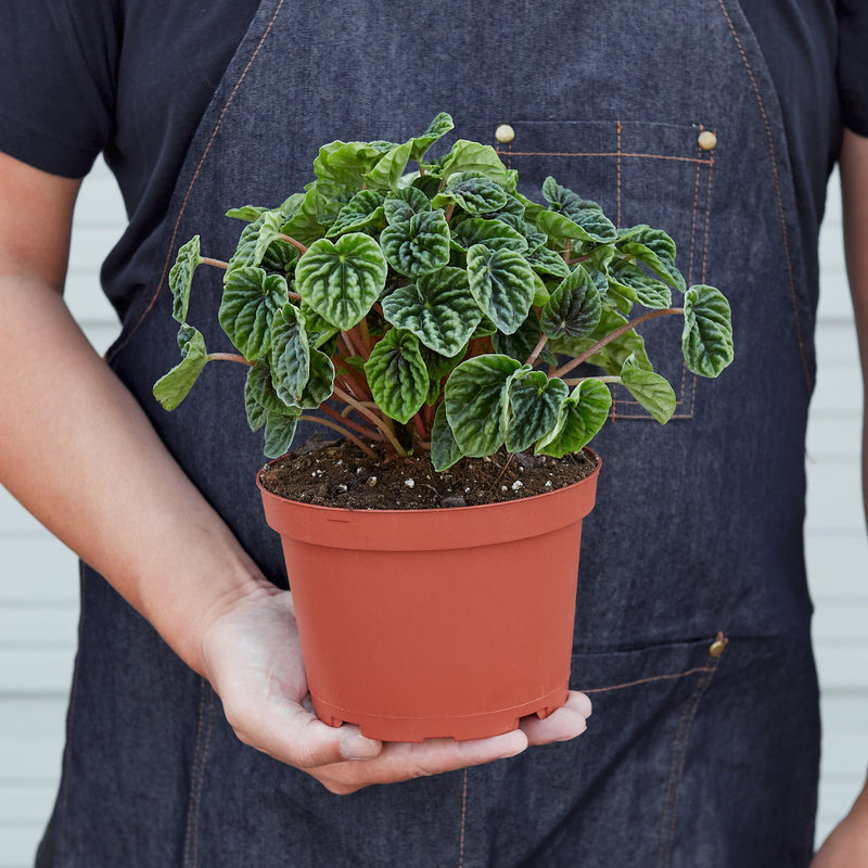 Load image into Gallery viewer, Peperomia 'Ripple'
