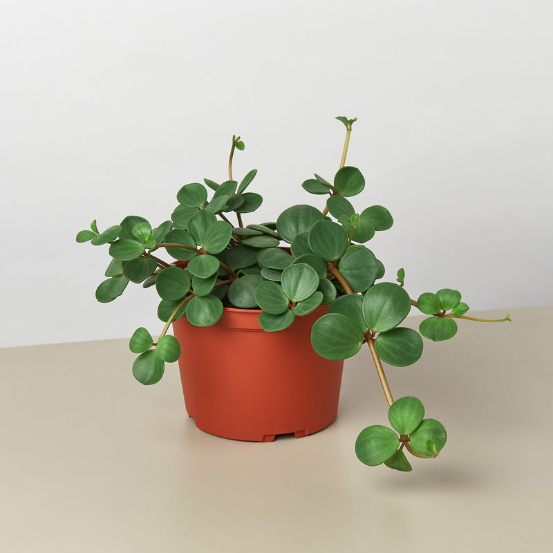 Load image into Gallery viewer, Peperomia 'Hope'
