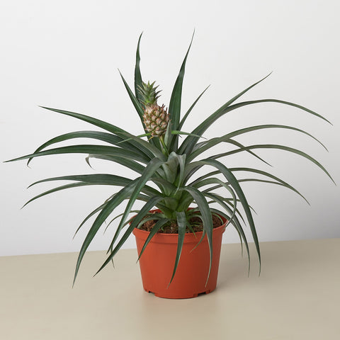 Bromeliad Yellow Pineapple