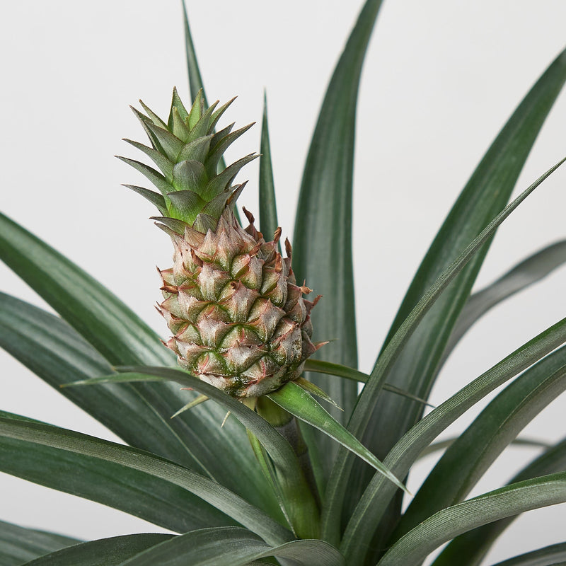 Load image into Gallery viewer, Bromeliad 'Yellow Pineapple'
