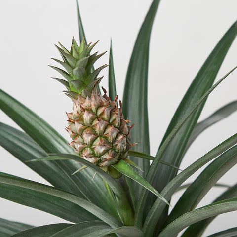 Bromeliad 'Yellow Pineapple', additional product view 2