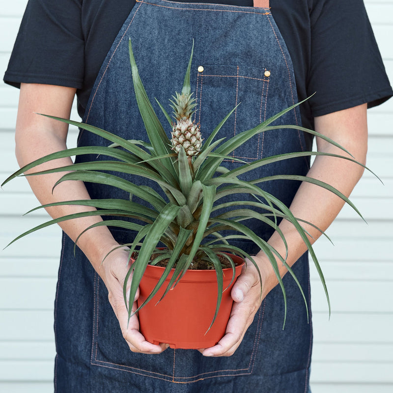 Load image into Gallery viewer, Bromeliad 'Yellow Pineapple'
