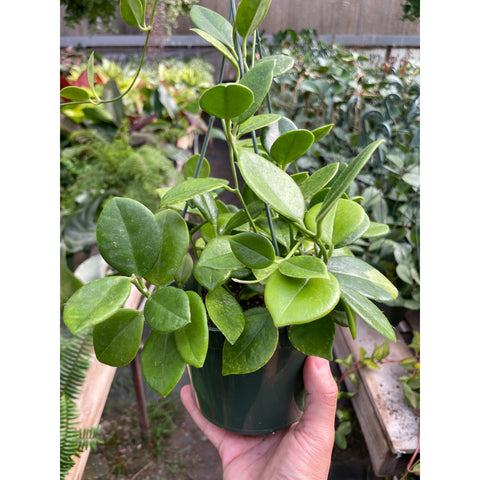Hoya Keysii