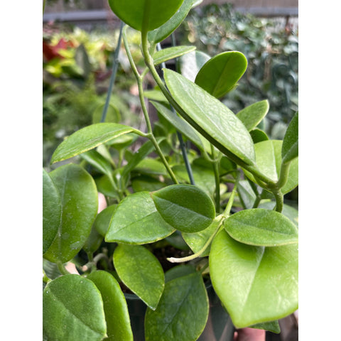 Hoya 'Keysii', additional product view 2