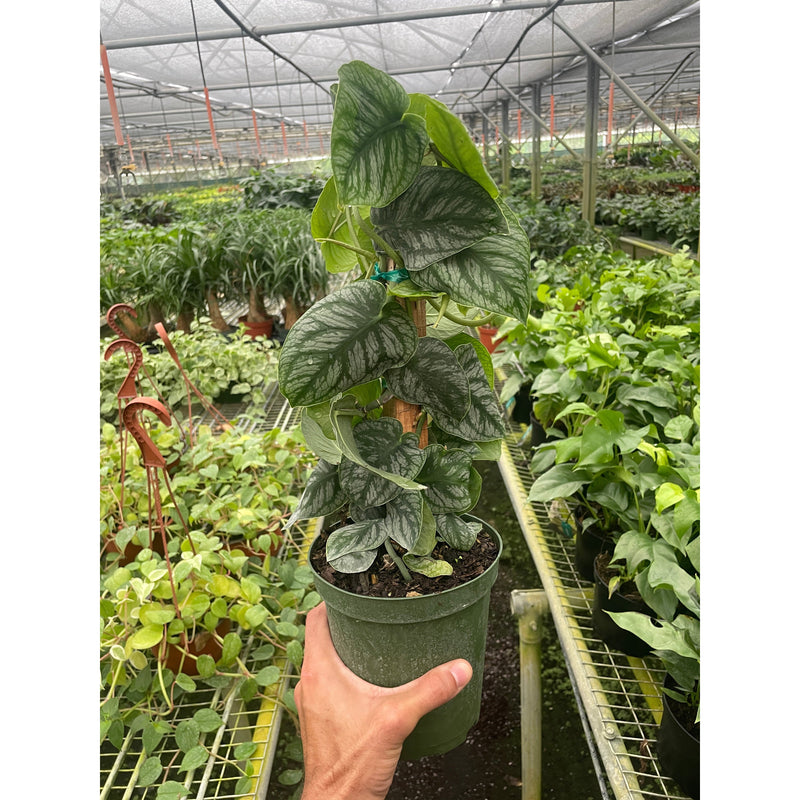 Load image into Gallery viewer, Monstera 'Dubia' (Shingle Plant)
