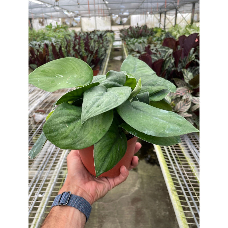 Load image into Gallery viewer, Pothos Jade Satin, additional product view 2
