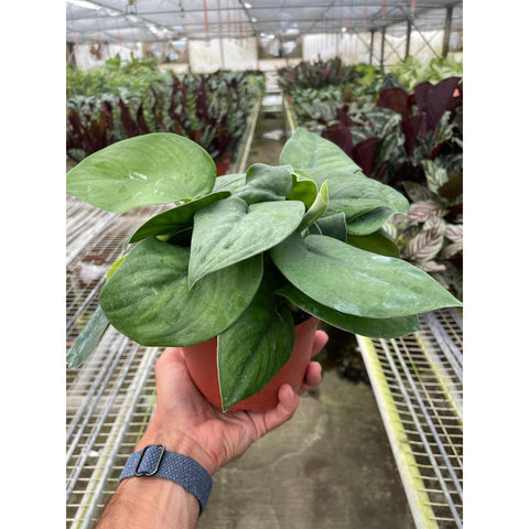 Pothos Jade Satin, additional product view 2