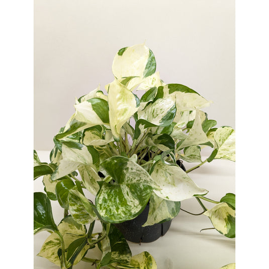 Pothos 'Manjula', additional product view 5