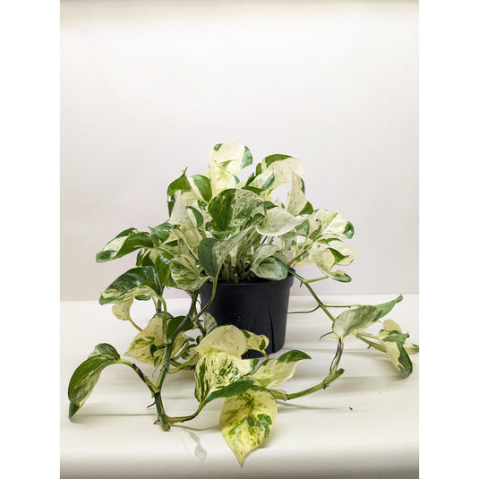 Pothos 'Manjula', additional product view 6