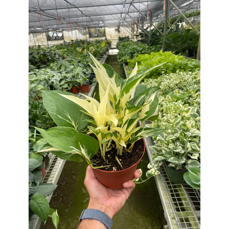 Load image into Gallery viewer, Pothos 'Mutant Manjula', additional product view 4
