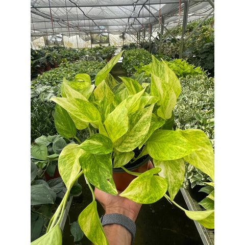 Pothos 'Neon Queen', additional product view 2