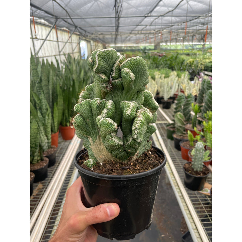 Load image into Gallery viewer, Succulent Cereus Coral Green, additional product view 3
