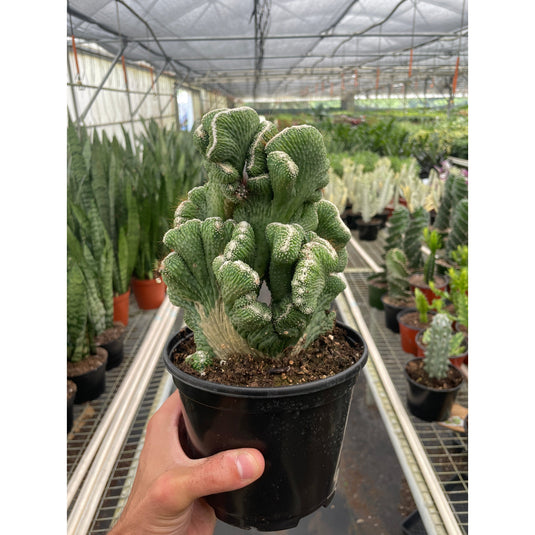 Succulent Cereus Coral Green, additional product view 3