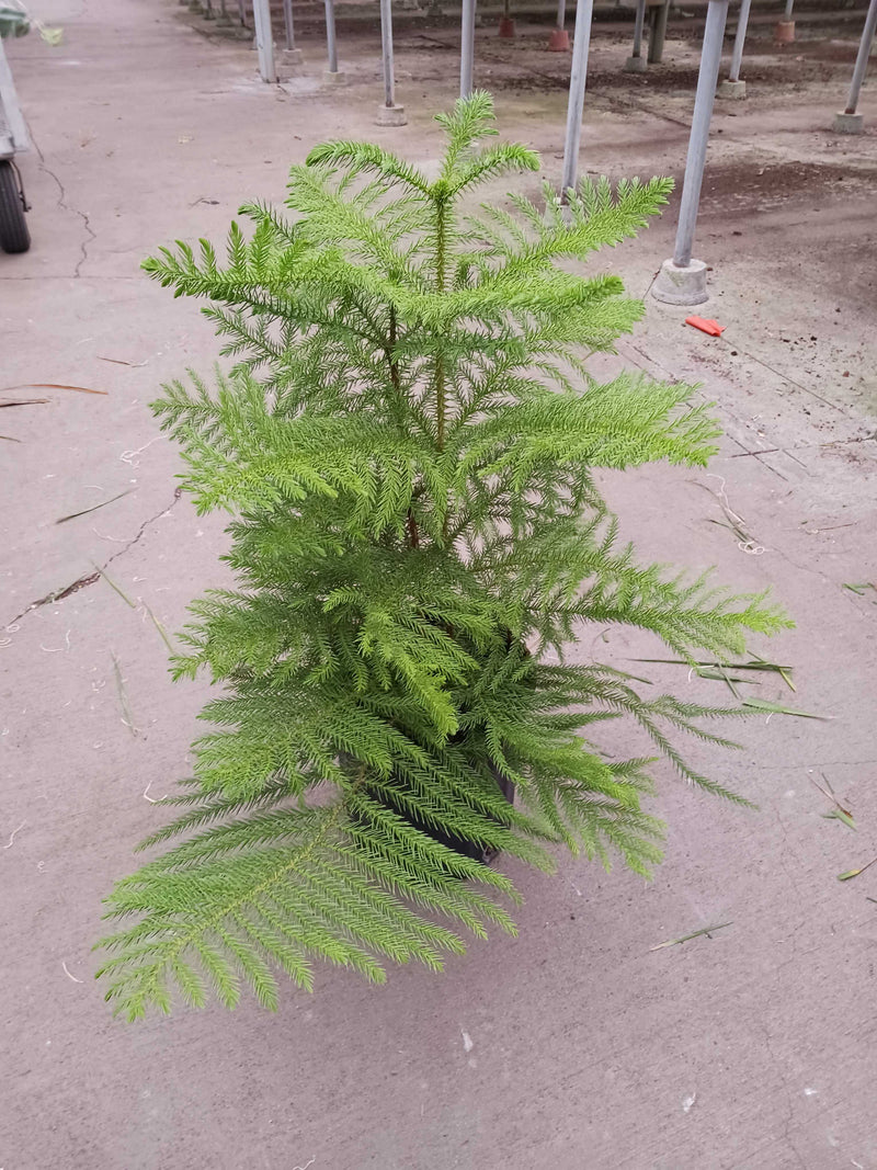 Load image into Gallery viewer, Norfolk 'Island Pine'
