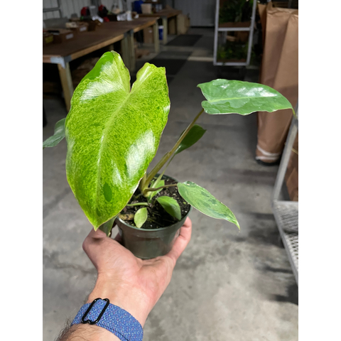 Philodendron Paraiso Verde